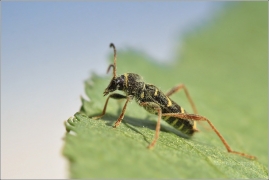 <p>KULOŠTÍTNÍK BERANNÍ (Clytus arietis) –--- /Wasp beetle – Echter Widderbock/</p>